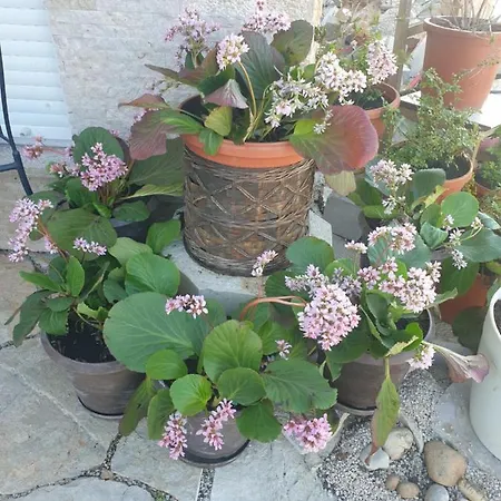Delia * Međugorje